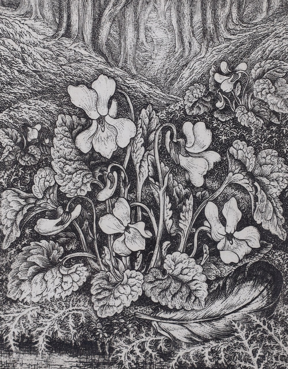 Robin Tanner (1904-1988), etching, White violets, signed in pencil, 131/150, 12 x 9.5cm